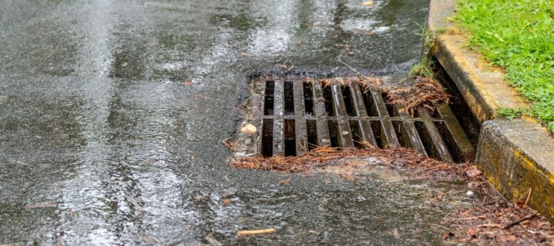 A wet street surface with a storm drain grate partially covered by pine needles and leaves near a mossy curb